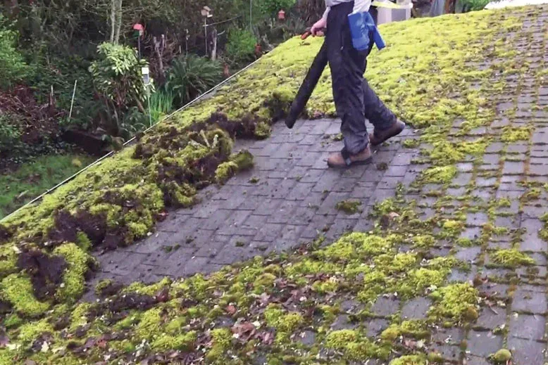 Moss Boss of Santa Rosa LLC photo